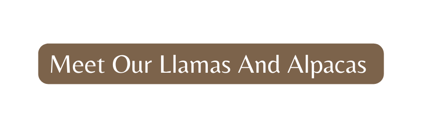 Meet Our Llamas And Alpacas