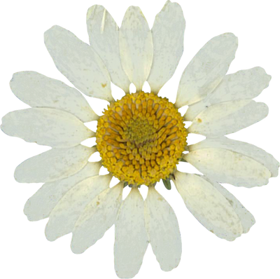 Pressed daisy flower